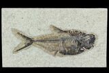 4.9" Fossil Fish (Diplomystus) - Green River Formation - #129560-1